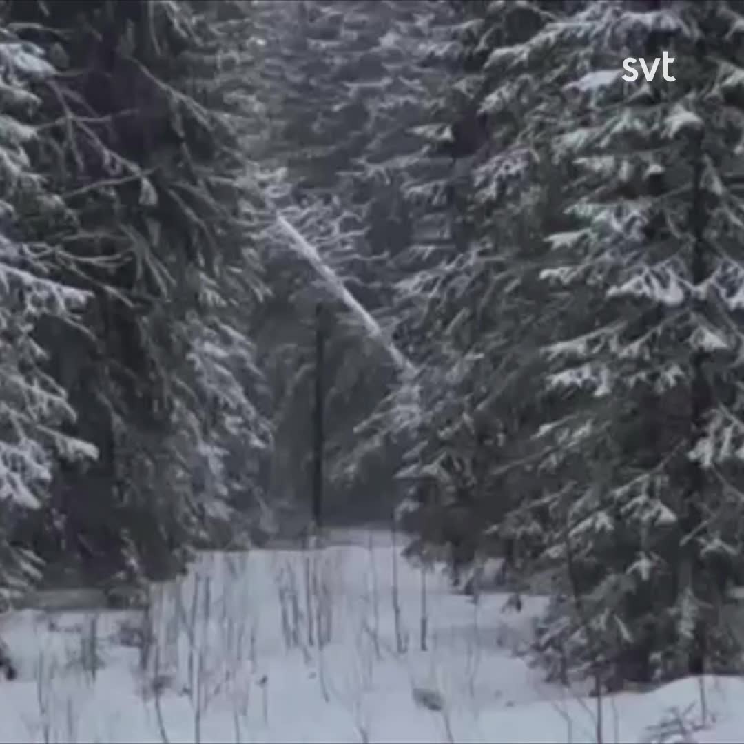 Se när stormfällda träd sprängs bort